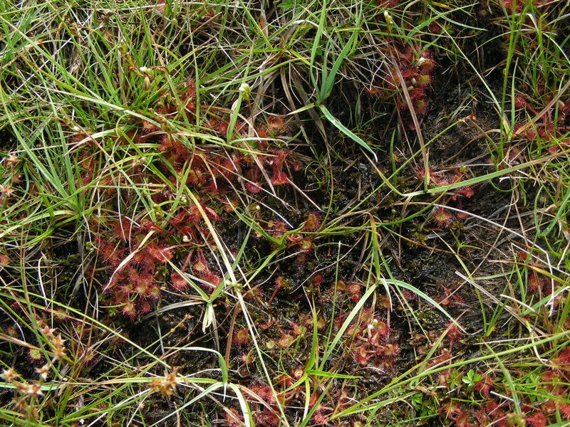 Drosera, forse rotundifolia